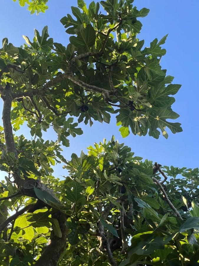 קסטליונה דלה פסקאיה Agriturismo Il Giardino Degli Olivi Appartamenti מראה חיצוני תמונה