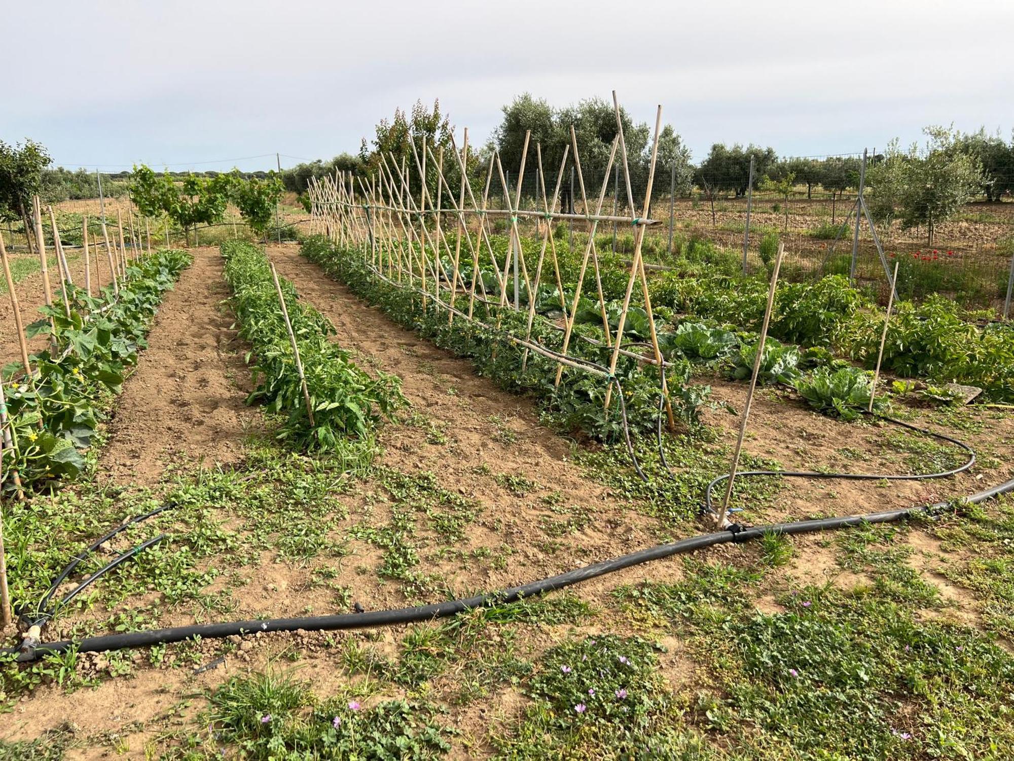 קסטליונה דלה פסקאיה Agriturismo Il Giardino Degli Olivi Appartamenti מראה חיצוני תמונה
